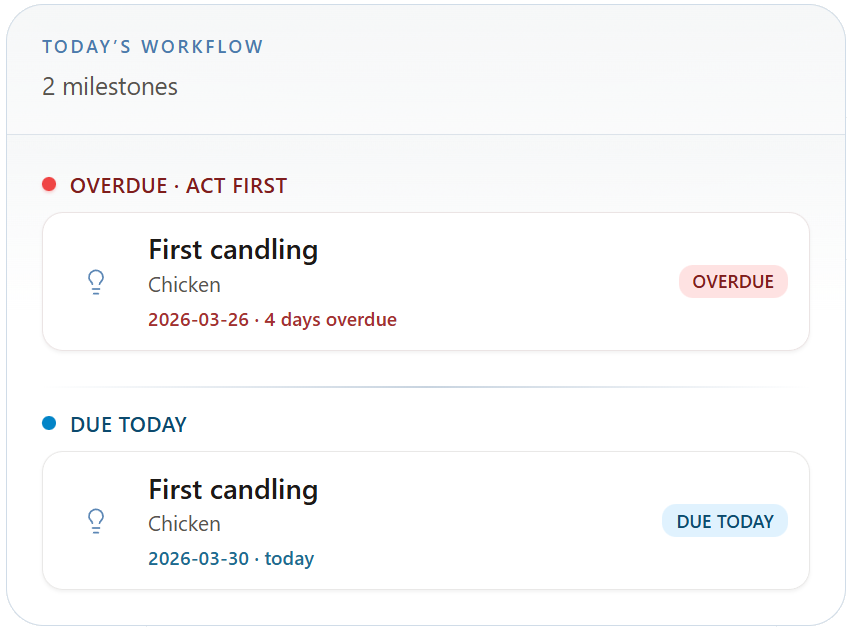 What I wanted: the next important days visible at a glance. EasyIncubate Today view showing upcoming milestones for multiple batches